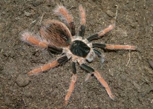 Megaphobema robustum